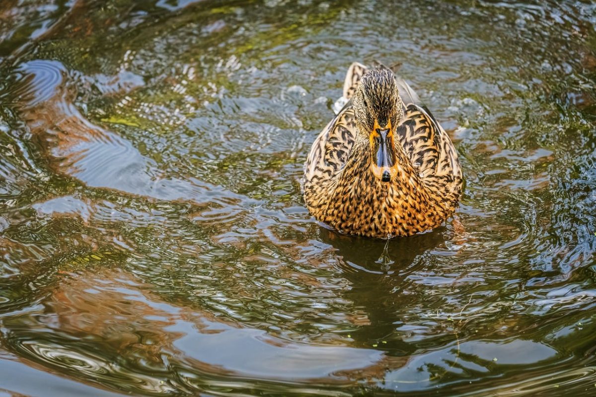 mallard-duck, pond, water, duck-feathers, wildlife, nature, waterfowl, ripples-in-water, animal-habitat, ornithology, wild-animals, green-brown, duck-food, drawing, contrast, solitude, spring, calm, free-tone, reflection