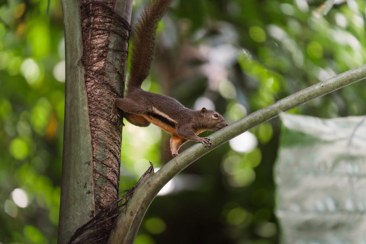 squirrel, wallpaper hd, stretching, desktop backgrounds, 4k wallpaper, palm petiole, hd wallpaper, laptop wallpaper, mac wallpaper, rainforest, light, brown coat, 4k wallpaper 1920x1080, natural environment, vertical composition, free wallpaper, soft highlights, cool backgrounds, photography, tropical foliage, free background, full hd wallpaper, windows wallpaper, thailand, background, wallpaper 4k, nature, animal, wild, detail, thailand photography, beautiful wallpaper, from the tree view, resting animal