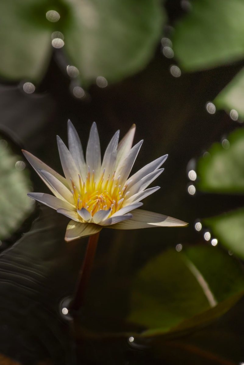 water lily, beautiful flowers, lotus, yellow center, floating bloom, bokeh highlights, flower background, reflective water, serene scene, close up, botanical photography, soft morning light, nature, tranquility, zen, natural beauty, lotus flower, clear water, peaceful atmosphere, flower wallpaper, flower, asian garden, water plant, calm pond
