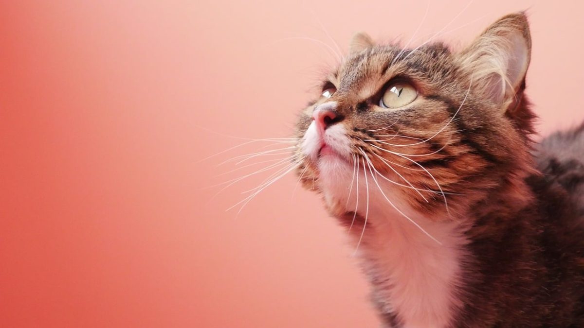cat, kitten, free wallpaper, nature, cute, wallpaper hd, beautiful wallpaper, 4k wallpaper 1920x1080, wallpaper 4k, fluffy, mac wallpaper, 4k wallpaper, animal, hd wallpaper, male gender, full hd wallpaper, laptop wallpaper, detail, background, desktop backgrounds, face, eyes, color, white, windows wallpaper, pink, free background, feline, pet, fur, fur coat, cool backgrounds, coat pattern, captivating