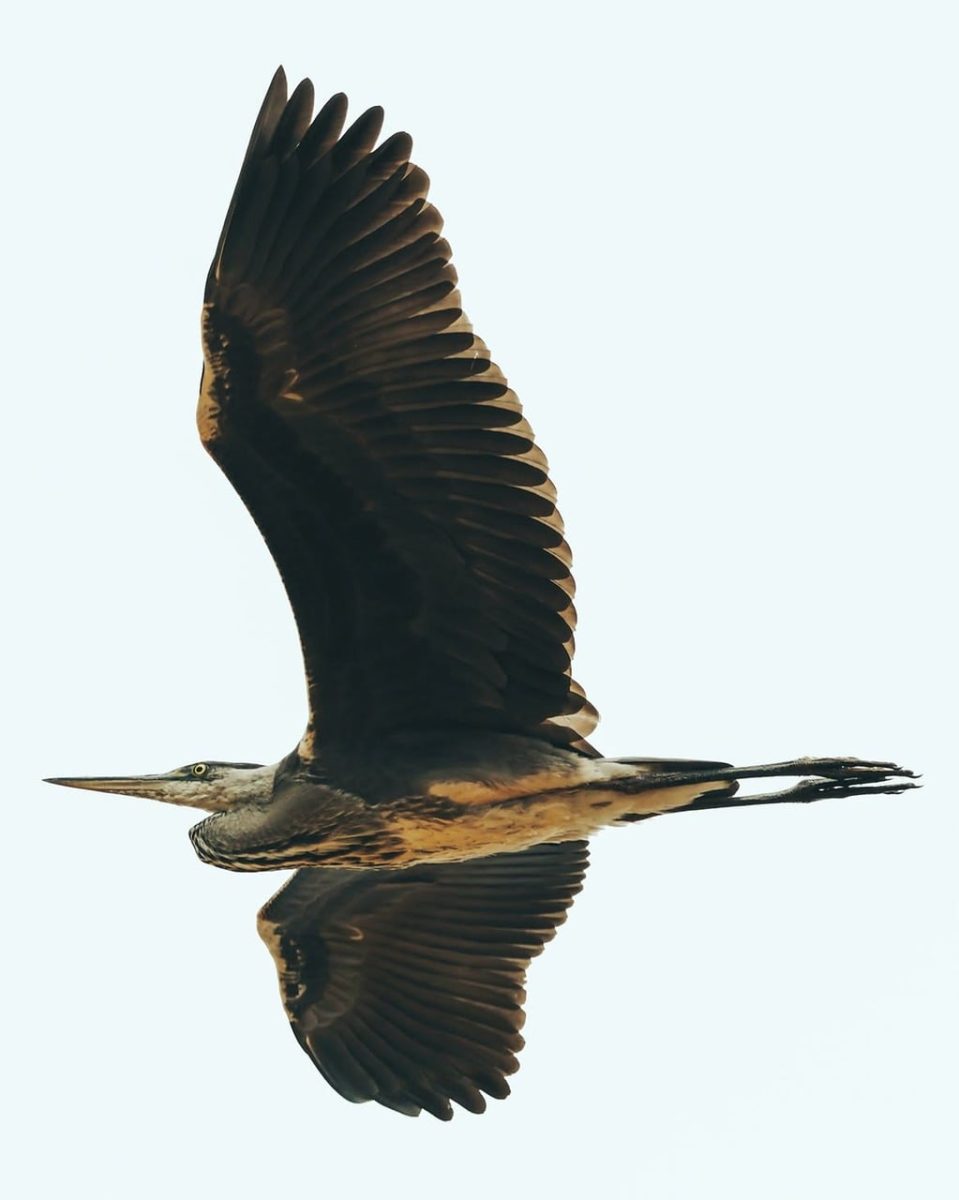 grey heron, bird, flight, soaring, wings, feathers, nature, animal, wildlife, sky, flying bird, majestic, light background, wings spread, in air, wing span, airy, freedom, solo