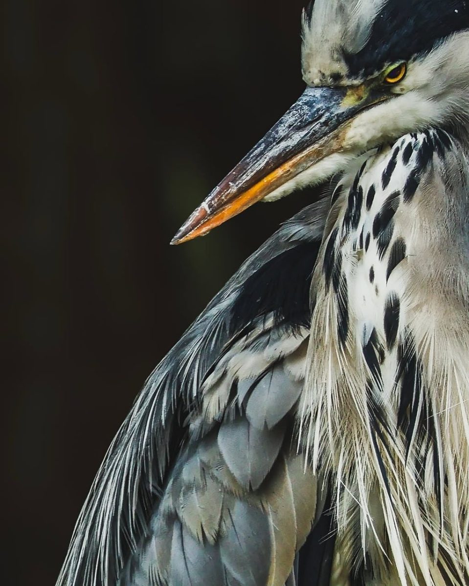 grey heron, bird, wildlife, natural colors, speckled neck, bird portrait, sharp beak, feather texture, nature, subtle colors, nature beauty
