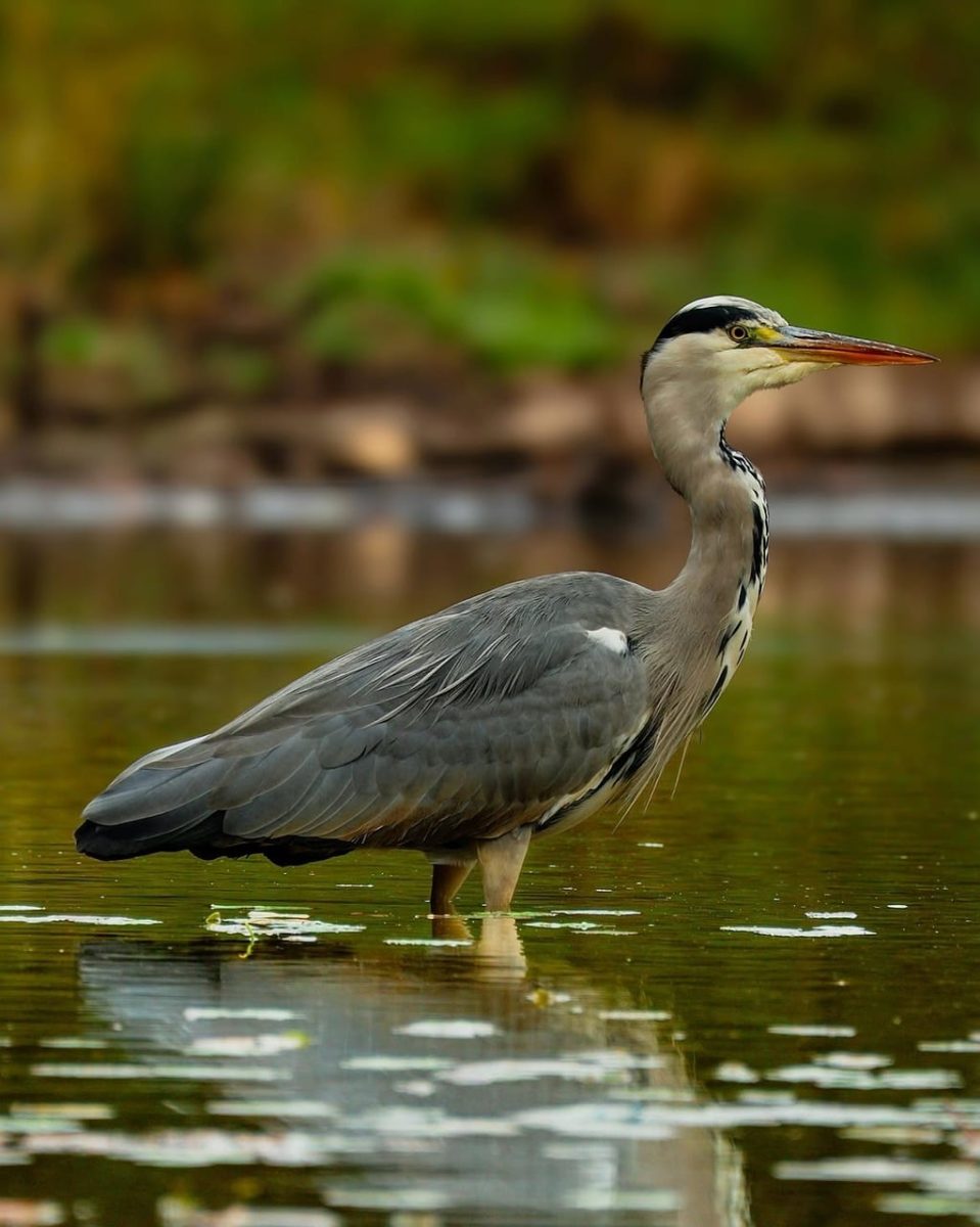 grey heron, bird, wading, pond, shallow water, wetland, wildlife, nature, animal, feathers, gray feathers, long neck, sharp beak, reflections, ripples, natural habitat, wild bird, outdoors, calm water, elegant, island