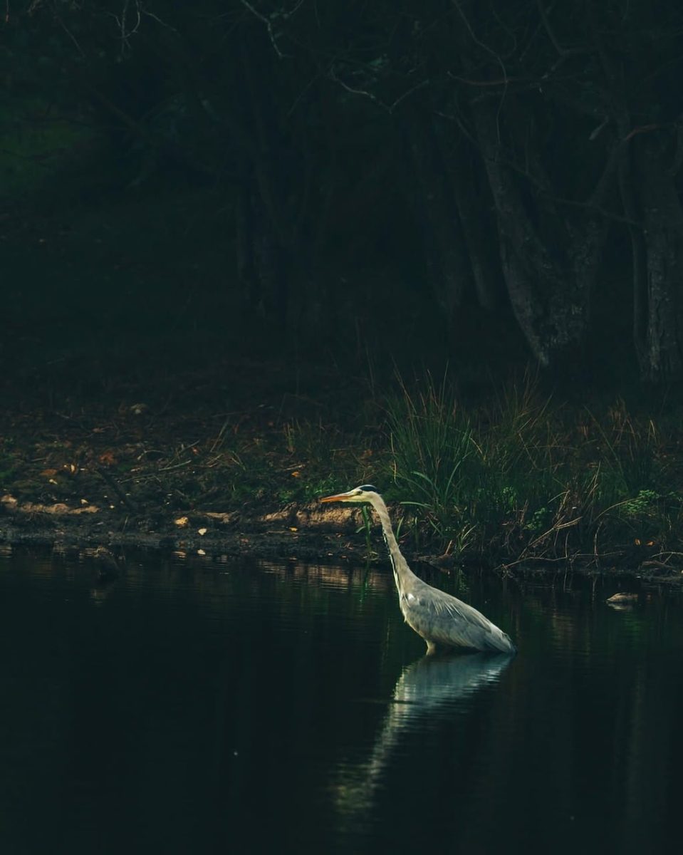 grey heron, bird, standing in water, pond, wetland, forest background, wildlife, nature, reflection, quiet, solitary, outdoors, peaceful, natural habitat, shadows, minimalism, solitary bird, atmospheric, water surface, quiet environment, peaceful landscape