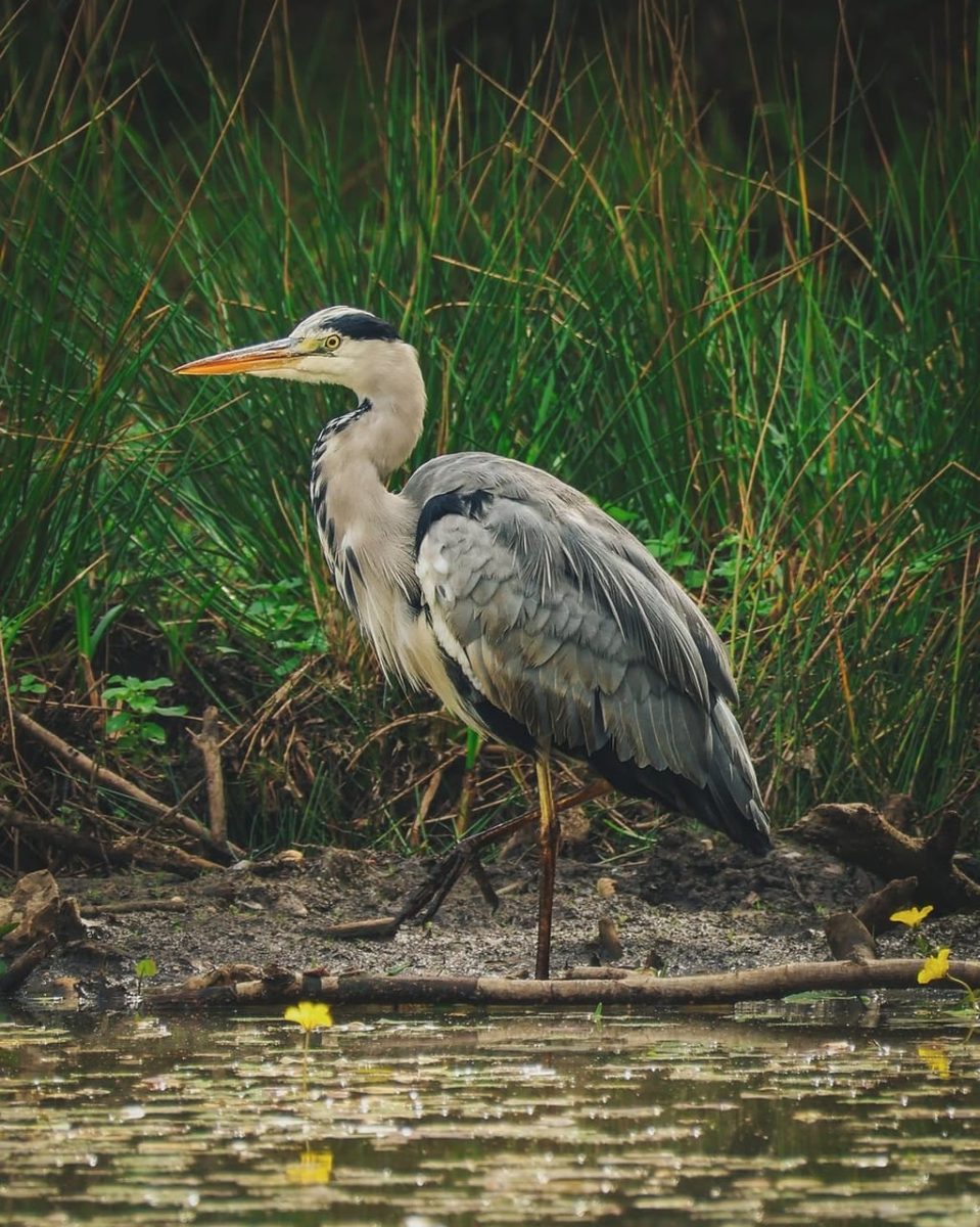 grey heron, bird, wetland, standing, nature, long neck, sharp beak, water bird, pond, reeds, natural habitat, tall grass, feathers, gray feathers, tall bird, outdoors, wild animal, beautiful, day