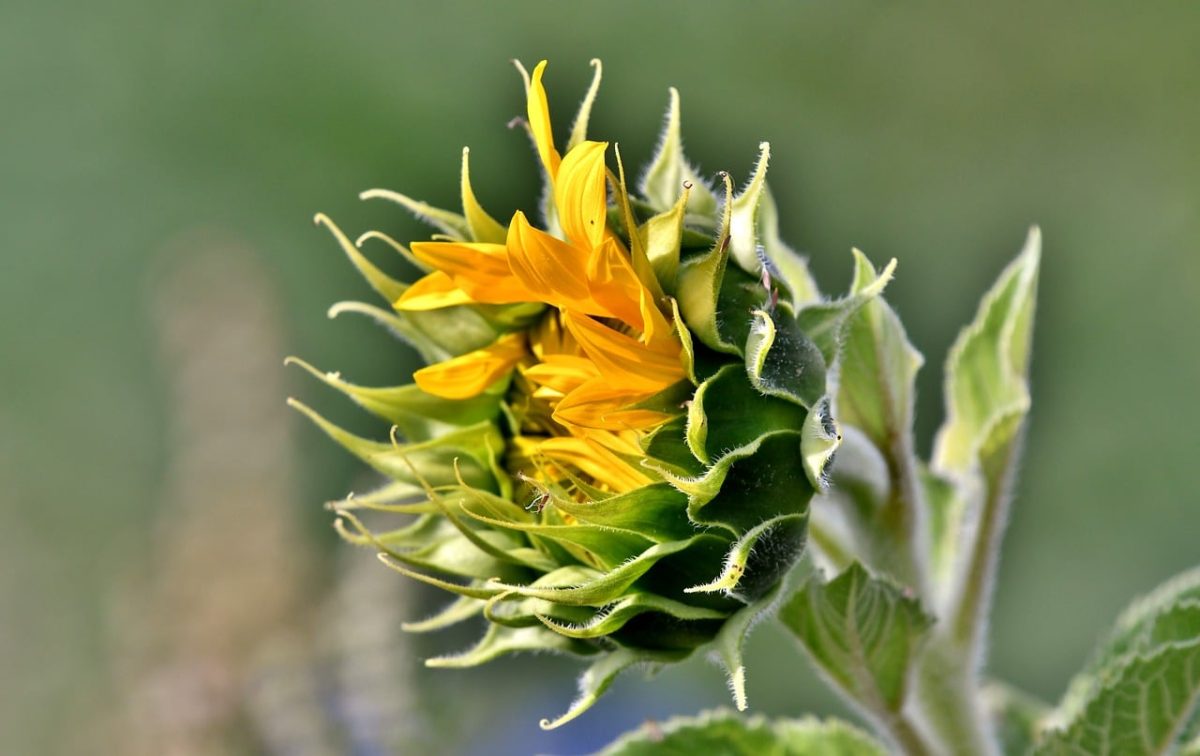 sunflower, flower, nature, yellow, petals, pollen, botany, summer, flower wallpaper, bokeh, rose flower, flower background, bloom, macro photography, detail, growth, fresh, green, close-up, opening, beautiful flowers, rose, leaves