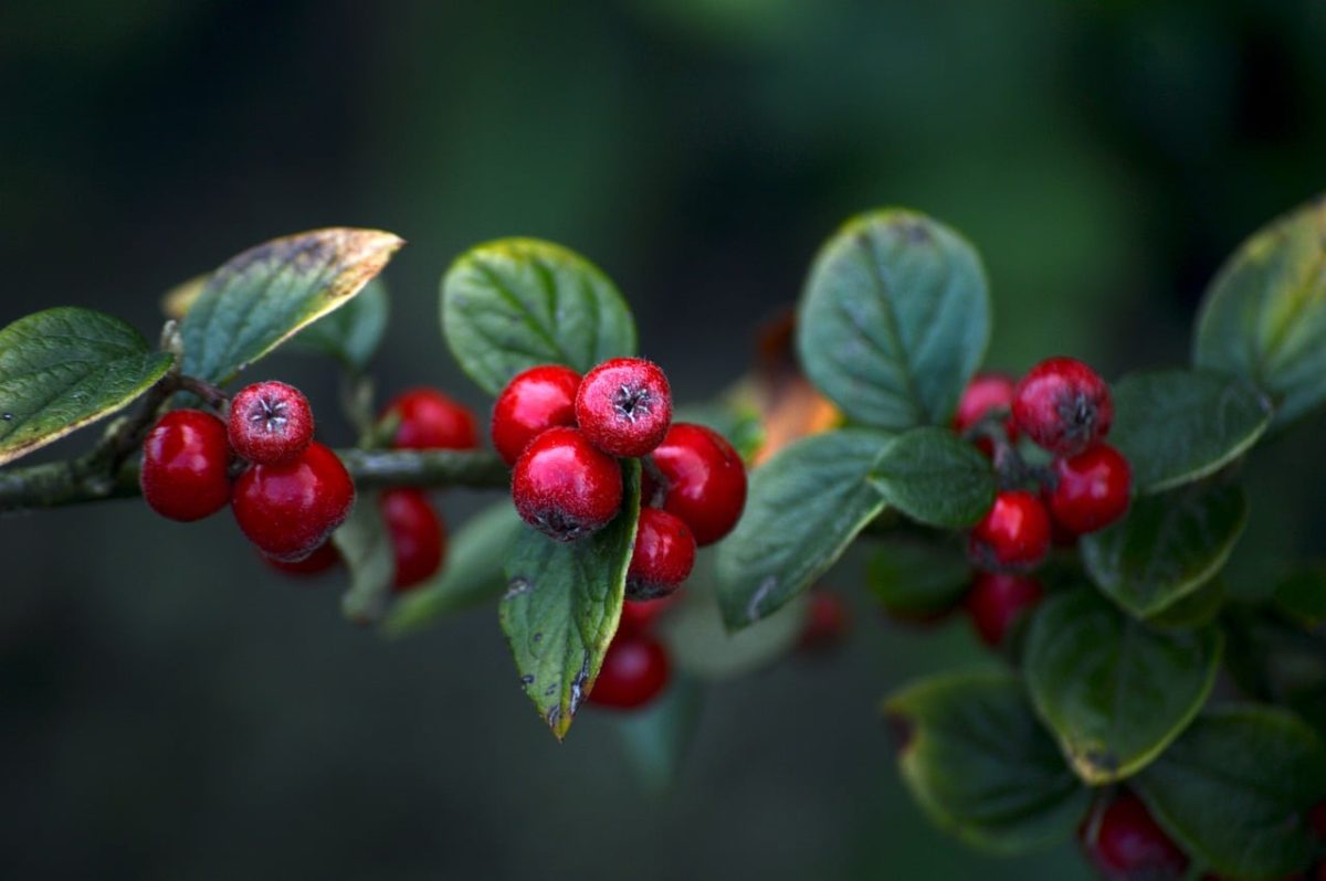 cotoneaster, red berries, leaves, nature, autumn, botany, beautiful wallpaper, free wallpaper, fruit, berry, 4k wallpaper, shrub, cool backgrounds, mac wallpaper, garden, hd wallpaper, ornamental plant, e-natural, small flower, laptop wallpaper, stems, deciduous, wallpaper 4k, detail, background, free background, red, wallpaper hd, macro, full hd wallpaper, desktop backgrounds, windows wallpaper, 4k wallpaper 1920x1080, wild fruit