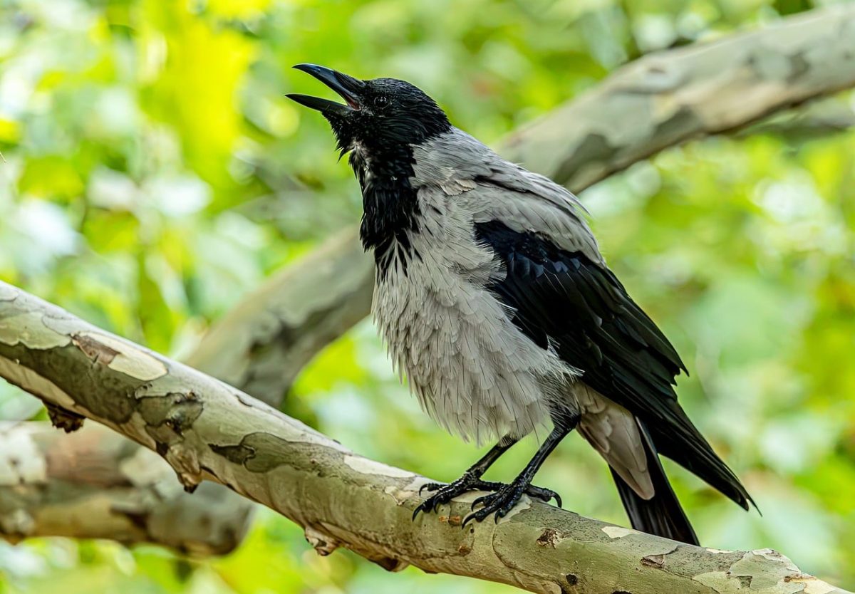 crow, hooded crow, avian, wildlife, background, tree branch, green leaves, calling, cawing, natural, grey, feathers, birdlife, corvid, open beak, animal, fauna, environment, nature, bird lover
