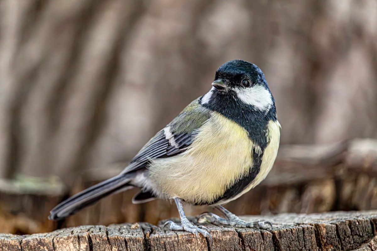 great tit, hd wallpaper, wallpaper hd, bird, wildlife, 4k wallpaper, songbird, beautiful nature, wallpaper 4k, titmouse, parus major, windows wallpaper, laptop wallpaper, full hd wallpaper, nature wallpaper, garden bird, small bird, cool backgrounds, perched, old wood, tree stump, mac wallpaper, free wallpaper, free background, avian, feathers, beak, beautiful wallpaper, cute, looking back, desktop backgrounds, nature, background, nature background, 4k wallpaper 1920x1080, wallpaper