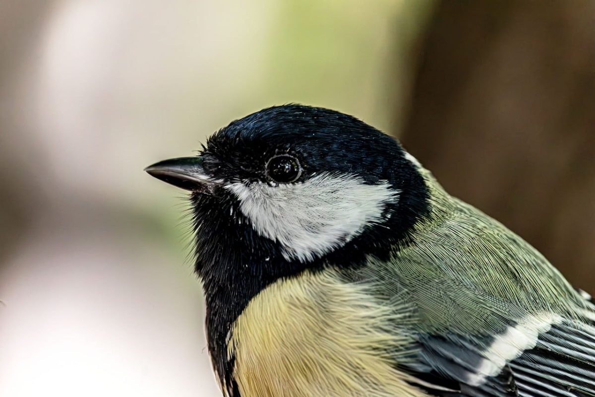 great tit, bird, songbird, macro, feathers, beak, eye, details, background, nature, blur, bokeh, profile, green, wildlife, parus major, detailed, small bird, garden bird