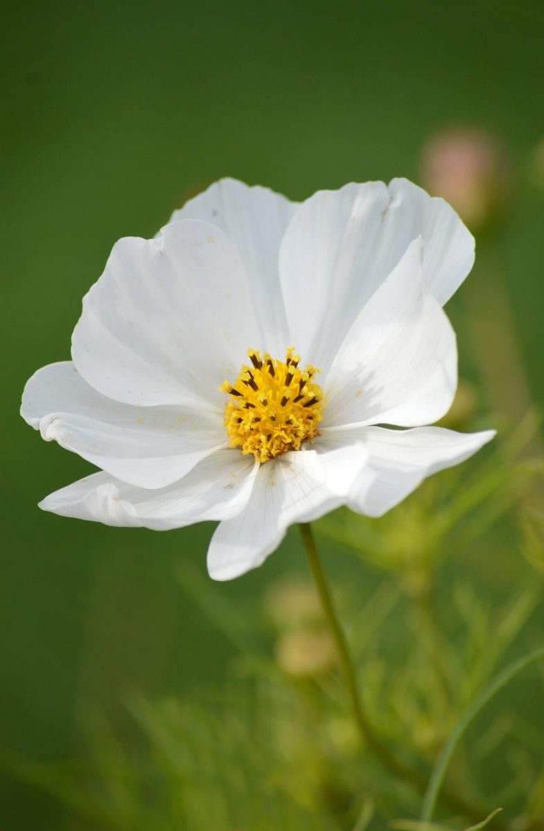 cosmea, cosmos, flower, white flower, nature, gardening, bloom, garden, detail, rural, summer, beautiful, countryside scene, background, soft, quality, photography, pure, decoration, simplicity, green