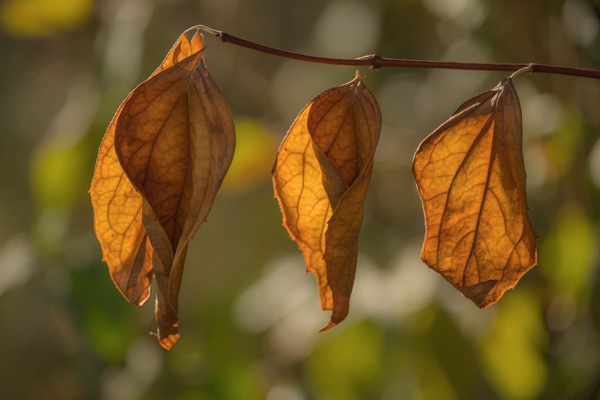 leaves, autumn, nature, dried, brown leaves, texture, aging, gravel, twig, macro, nature details, bokeh background, shades of brown, natural art, unusual, calm, garden, natural colors, blurred background, illuminated