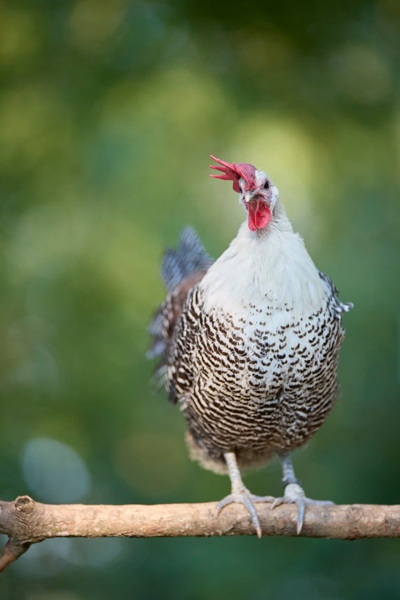 chicken, bird, red comb, white and black, call, perch, nature, outdoor, blurred background, rural, feather, crowing chicken, farming, portrait, silver, just goat, red color, agricultural, countryside, nature photography, animal kingdom