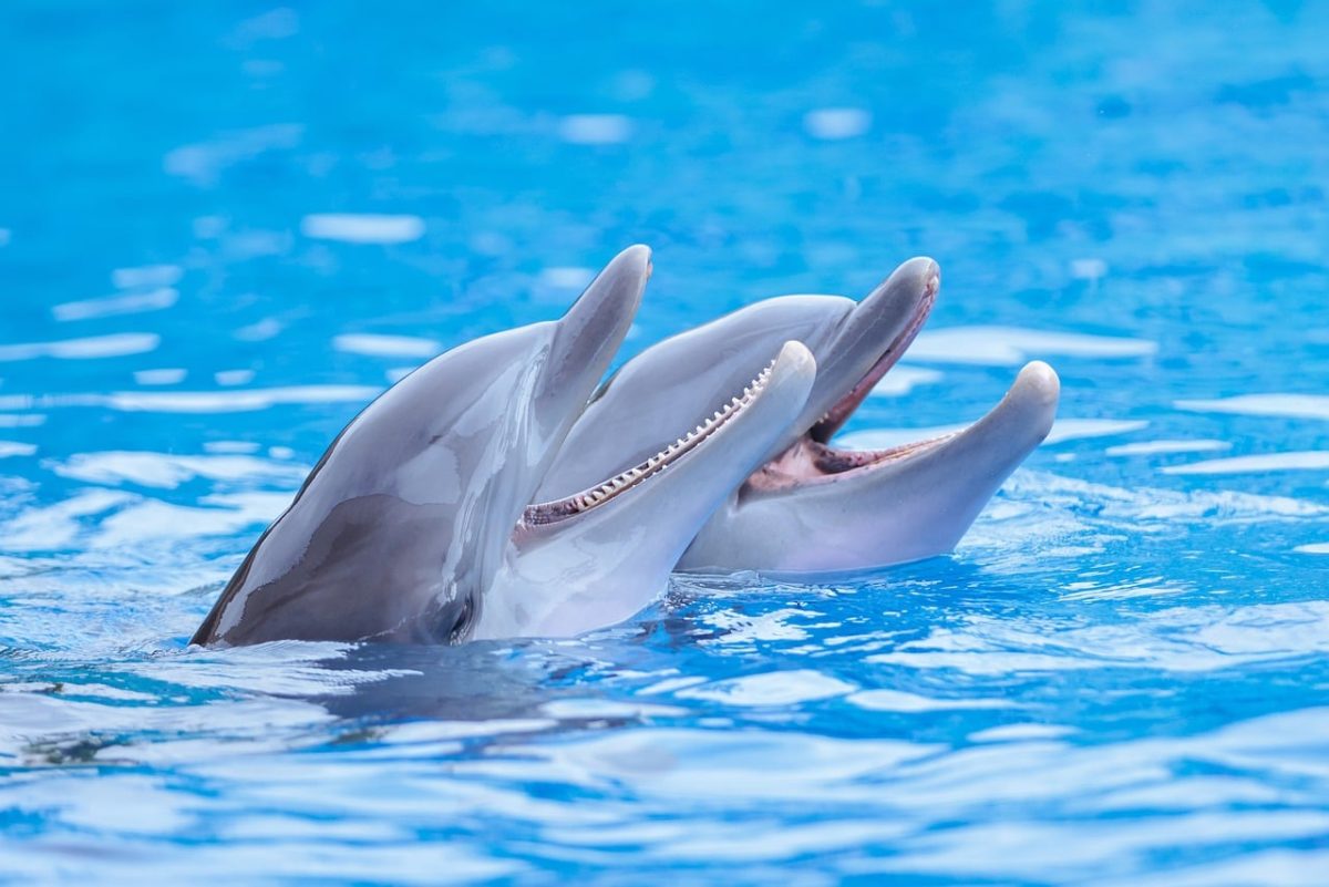 dolphin, nature, ocean, water, blue, mammals, friends, fun, play, jump, fluffy, playing in water, joy, natural, wild, water play, romantic, energetic, marine life