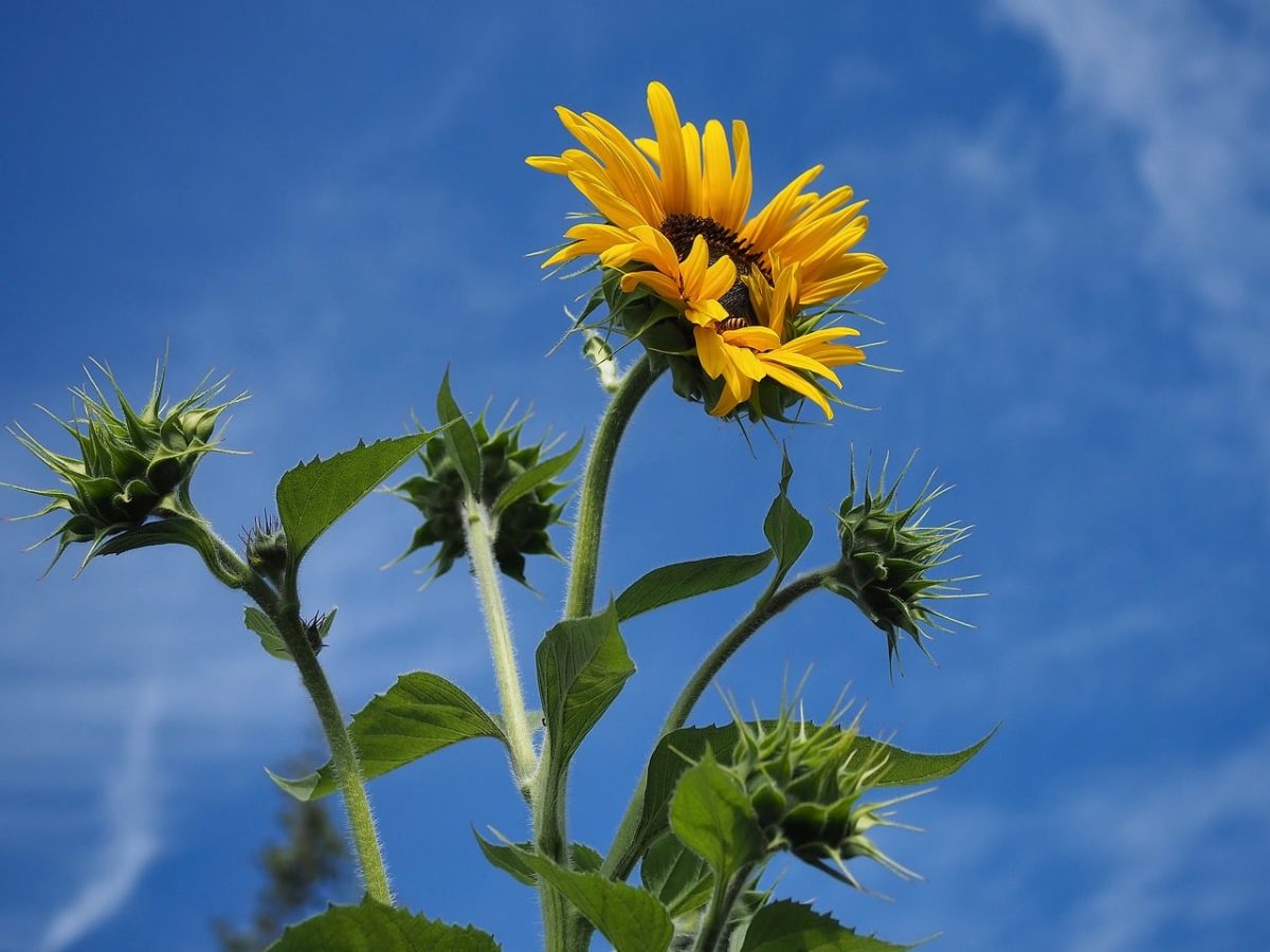 sunflower, buds, nature, bloom, botany, garden, yellow, close-up, summer sky, blue sky, height, from bouquet, interaction, collaboration, well-being, values, challenge, sky, plant, summer flowers