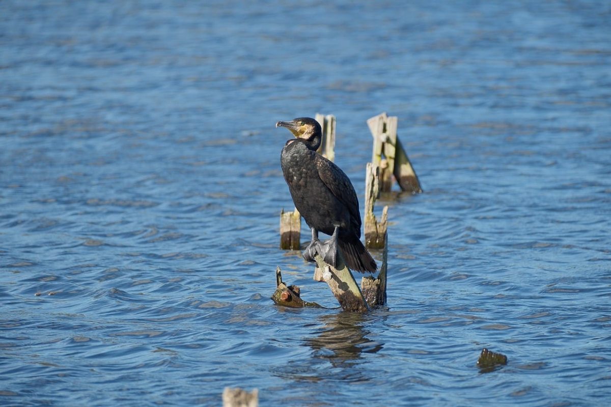 cormorant, bird, wildlife, nature, beak, birdwatching, feathers, lake, perched, blue, plumage, ornithological, waterbird, lookout, fisherman, solitary, hunting bird, pose, natural scenery