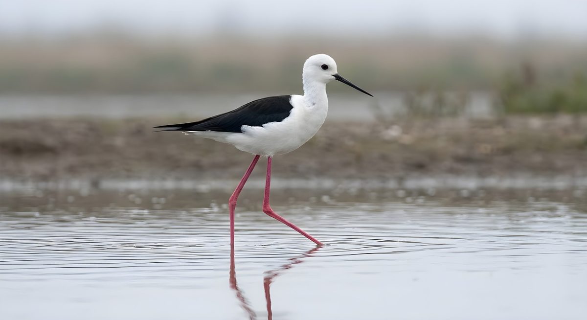 stilt, nature, fauna, shore, meadow, wetland, wading bird, black and white, red legs, mud, lake, valley, bird watching, wildlife, bird, ornithology, feeding, magical, environment
