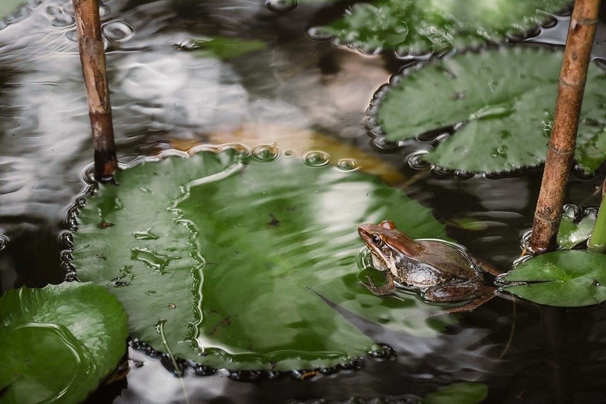frog, water lily, pond, nature, leaf, green, aquatic, observation, ecosystem, wildlife, wetland, habitat, peaceful, reflection, amphibian, calm, froggy, mirroring, aquatic plant, pool