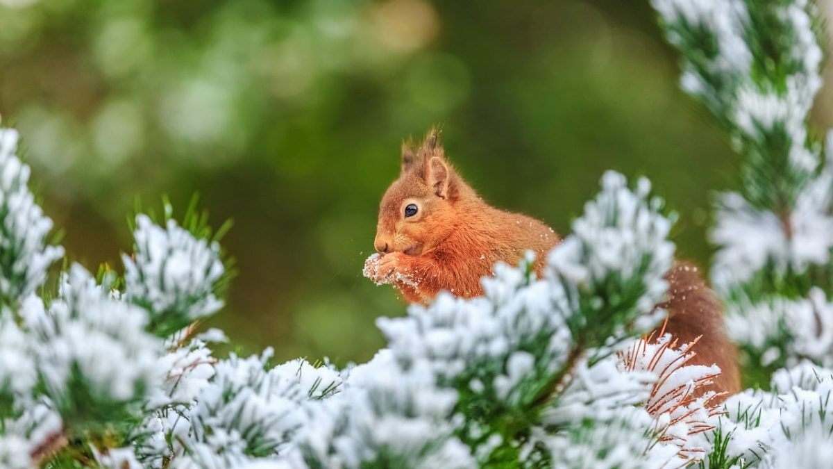 squirrel, winter, snow, evergreen, nature, animal, wilderness, cedar, green, forest, cold, fur, twigs, natural surroundings, teeth, white, movement, wildlife photography, close-up, wildlife, feeding