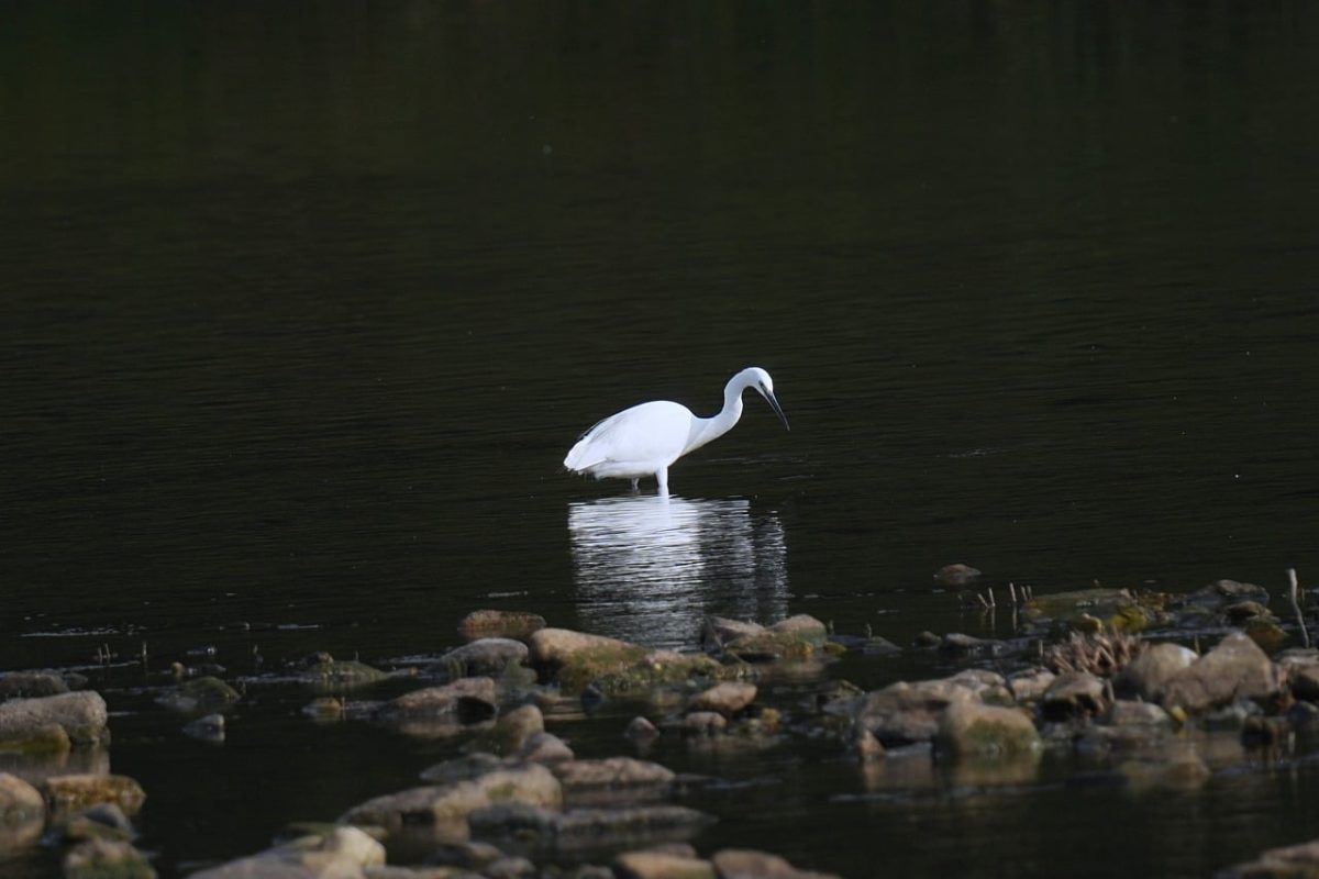 egret, bird, animal, wings, feathers, wildlife, water bird, nature, korean, calm, reflection, pond, rock, simplicity, beige, photography, unique, silence, evening, zen