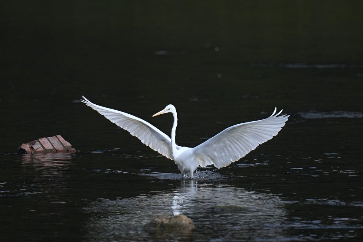 egret, bird, flight, wings, water, nature, animal, lake, wild, spread, graceful, white, hunt, reflection, echo, source, channel, mirror, glow, fishing