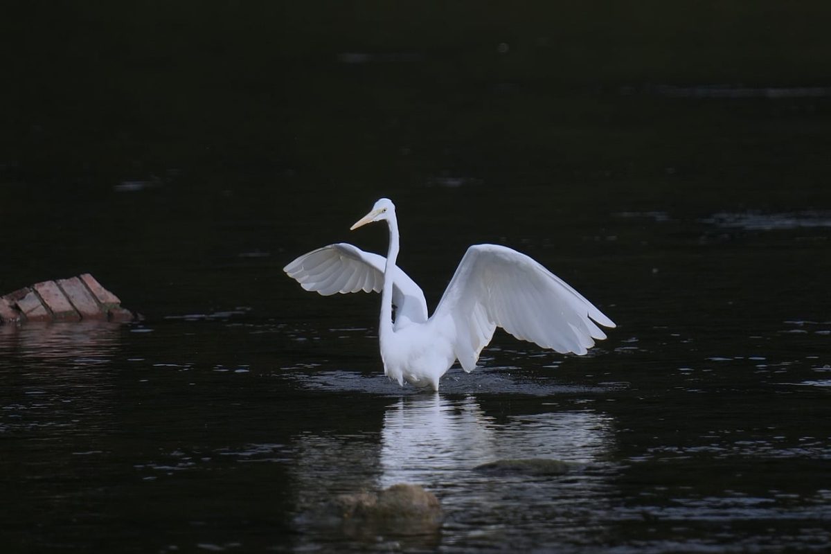 heron, bird, animal, wings, feathers, white, river, water, korea, nature, current, wild, hunting, elegant, fishing, gloss, reflection, landscape photography