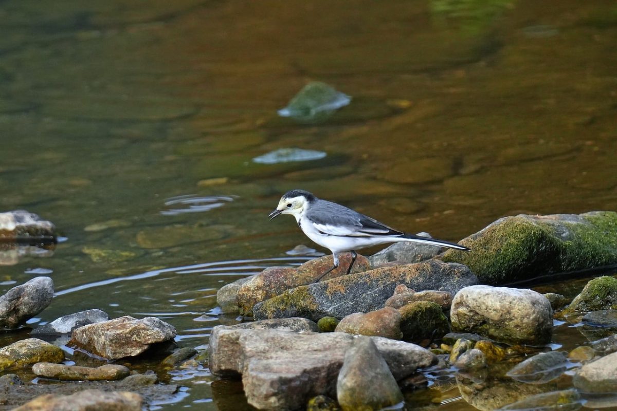 bird, stream, stones, feathers, nature, water, wagtail, environment, asian, calm, adventure, asian bird, sunset, peaceful setting, surroundings, rock, asian nature, wildlife, balance, frequency
