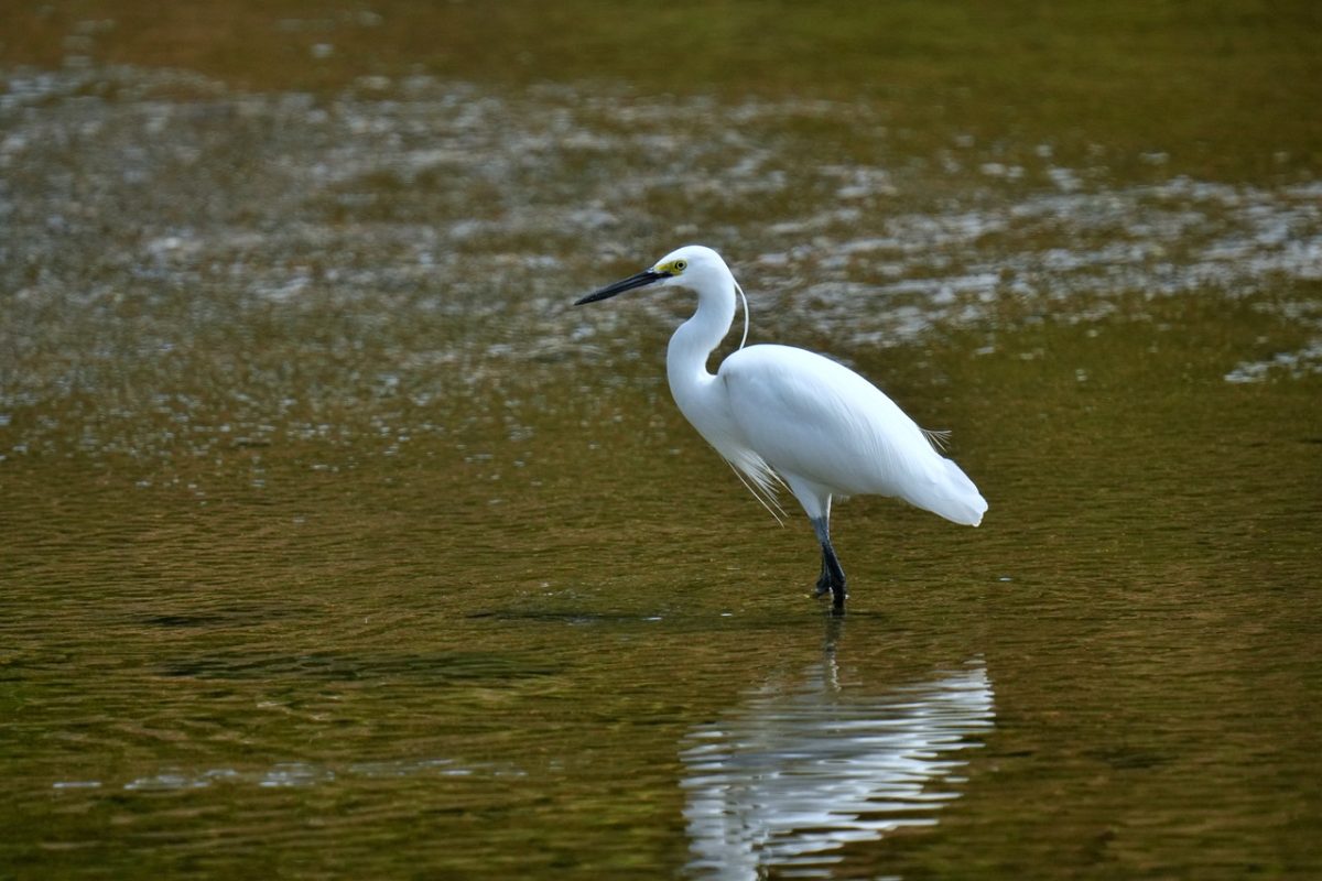 heron, bird, animal, aesthetic, wetland, korea, white, nature, reflection, water, brown, wing, feather, elegant, calm, soothing, wild, stand
