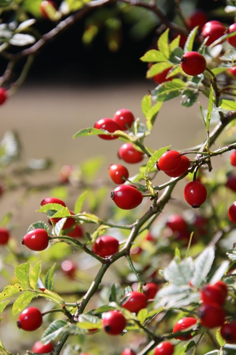 rose hip, nature, autumn, shrub, bright, fruits, red, leaves, outdoor, natural environment, garden, botanical, life cycle, contrast, peaceful, medicinal, ecological, climatic, parterre, wild, thorn
