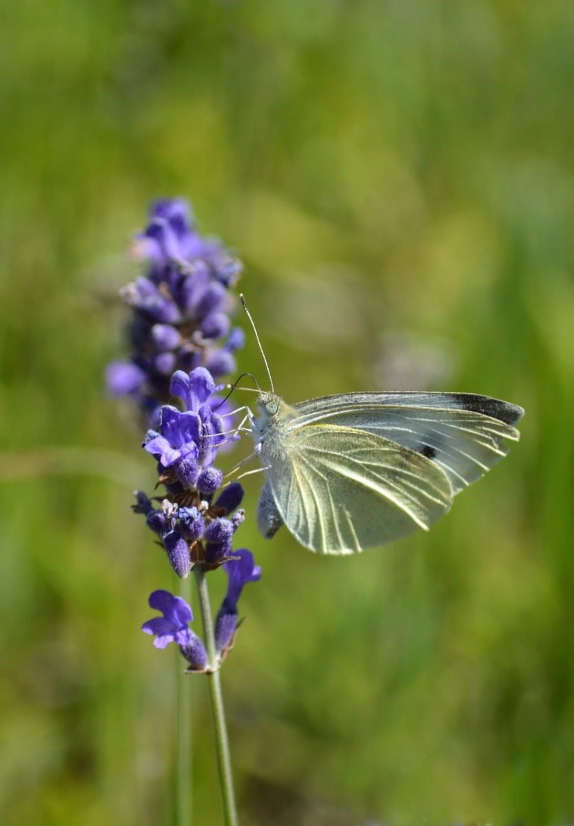 small white butterfly, lavender, insect, butterfly, garden, nature, close-up, animal, nectar, flower, purple, foraging, wildlife, contrast, summer, botany, medicinal plant, wings, biology, environment