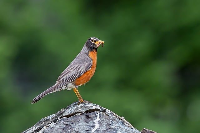 bird, robin, american robin, nature, wild, animals, pond, black, orange, gray, feathered, insect, worm, birdsong, ornithology, unique, sky, tree, rock, belly