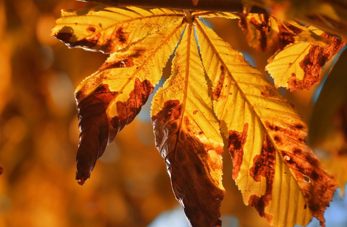 chestnut leaves, autumn, foliage, orange colors, nature, autumn mood, leaf veins, lighting, fallen leaves, warm colors, background, nature wallpaper, beauty of nature, seasonal change, autumn leaves, natural textures, artistic photography, natural atmosphere, leaf texture