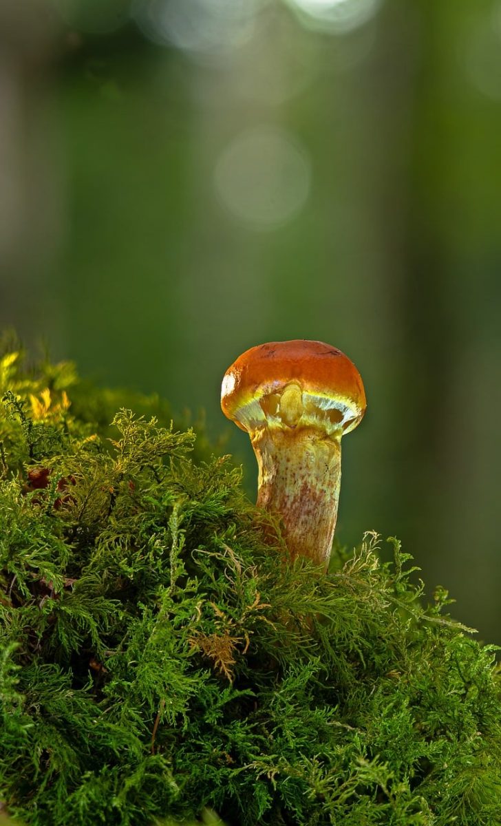 mushroom, moss, nature, forest, mycology, ecosystem, autumn, green, solitude, soil, moist, quiet, environment, details, light, organic, calm, fresh, natural beauty, plant
