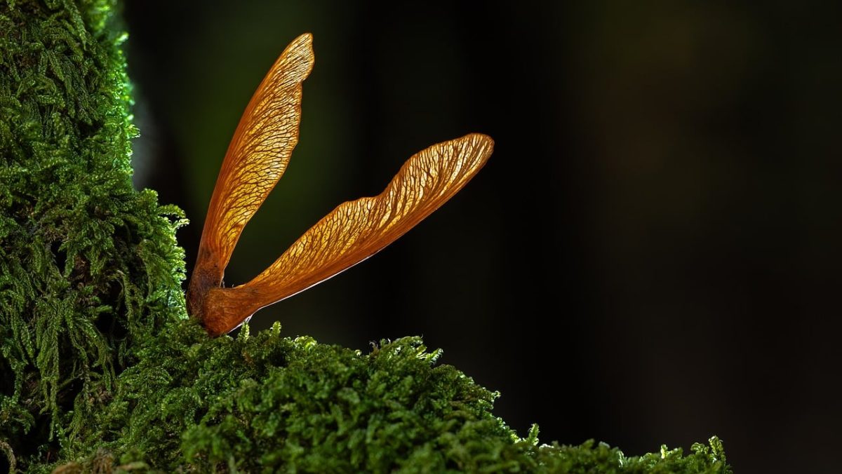 seed, beautiful wallpaper, maple, desktop backgrounds, free wallpaper, moss, wing, nature, wallpaper hd, organism, biology, vegetation, autumn, detail, cool backgrounds, windows wallpaper, 4k wallpaper 1920x1080, laptop wallpaper, mac wallpaper, wallpaper 4k, free background, 4k wallpaper, background, full hd wallpaper, ecosystem, forest, hd wallpaper, texture, light, macro, green, branch
