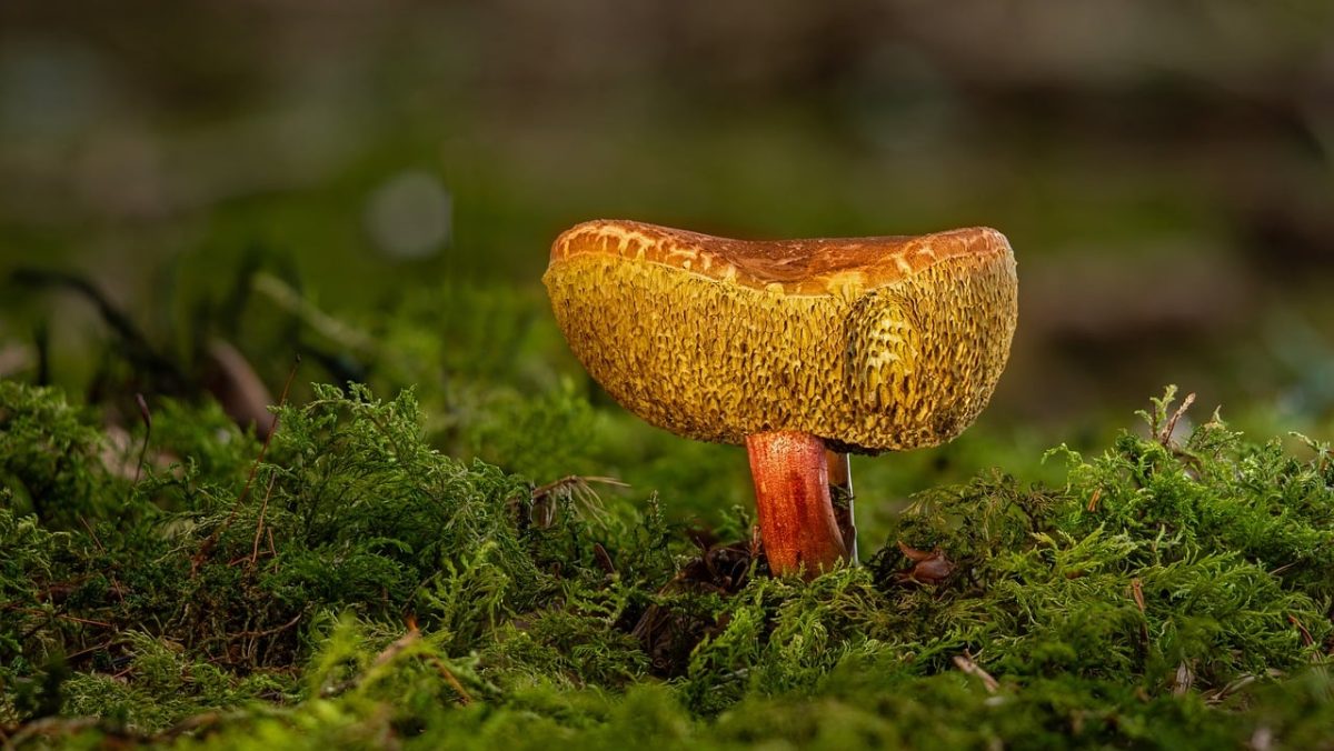 mushroom, moss, forest floor, nature, mycology, autumn, forest ecosystem, biotope, environment, ecology, fern, soil, macro photography, bolete, natural environment, spores, symbiosis, wild nature, mushroom foraging, fragile, macro