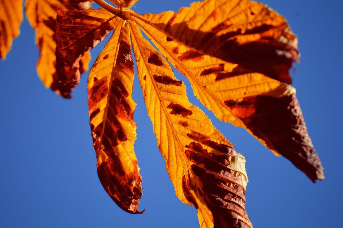 chestnut leaf, autumn, nature, autumn colors, leaf, blue sky, orange, leaf veins, landscape, autumn theme, hd wallpaper, texture, light, sunlight, yellow, nature photography, desktop wallpaper, outdoor, plant, detail, shadow, nature scene