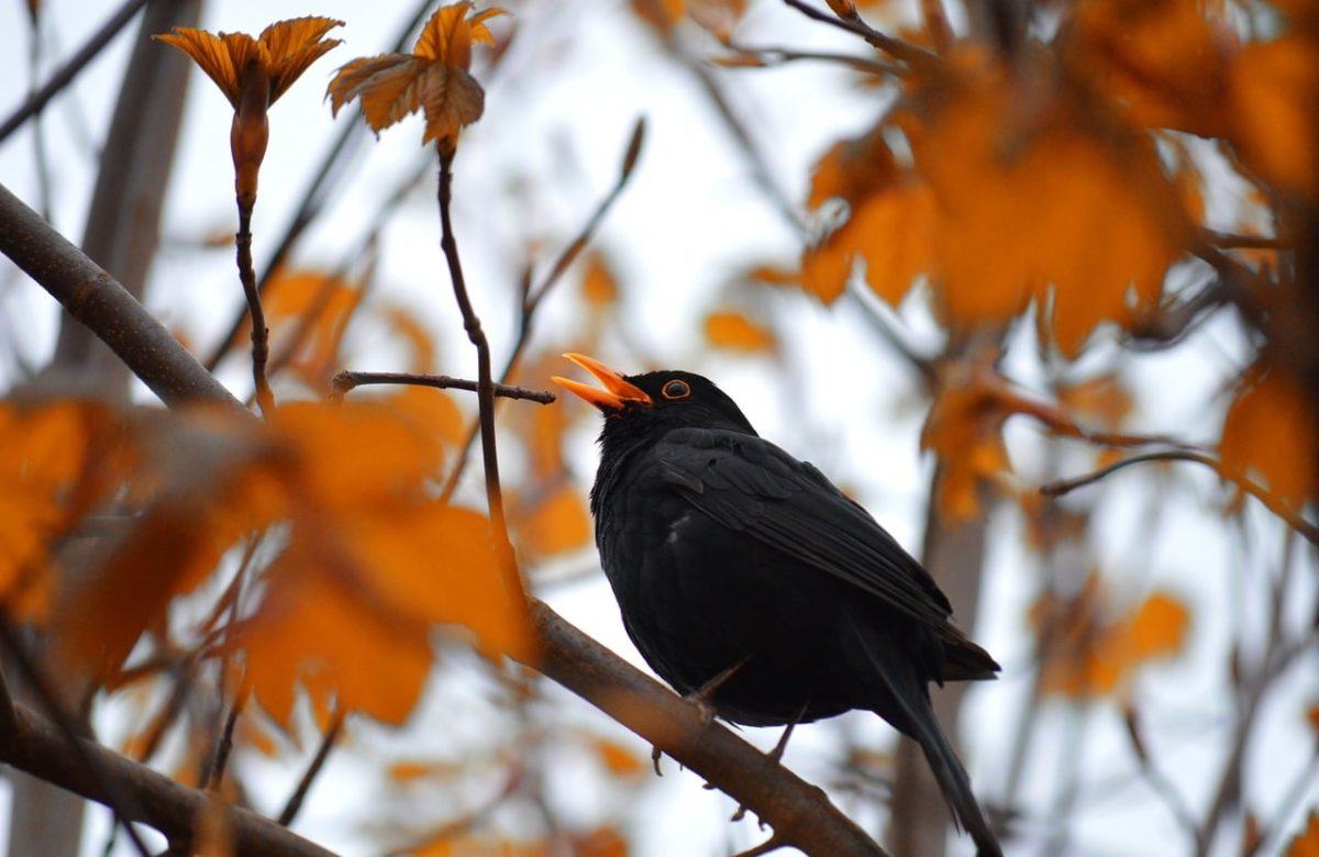 blackbird, branch, autumn leaves, song, nature, songbird, animal, birdwatching, wildlife, autumn mood, bird sounds, color, ecosystem, black bird, tree, ornithology, detail, animal sounds, natural environment