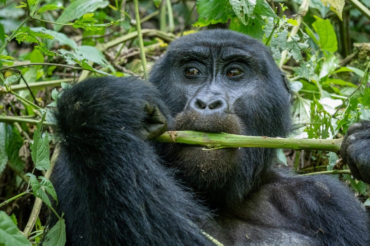 mountain, gorilla, uganda, nature, rainforest, jungle, mammals, wild, animal, orientation, fauna, vegetation, branches, greenery, feeding, primate, nutritious, environment, wilderness