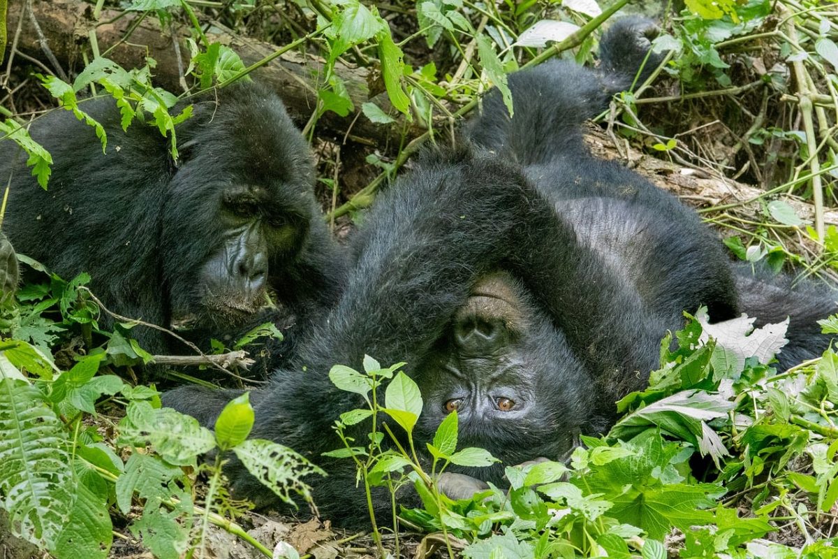gorilla, mountain, wildlife, bwindi, rainforest, nature, jungle, uganda, ape, conservation, beautiful flowers, habitat, endangered, mammals, flower wallpaper, family, african, green, flower background, communication, flowers, together, animal watching