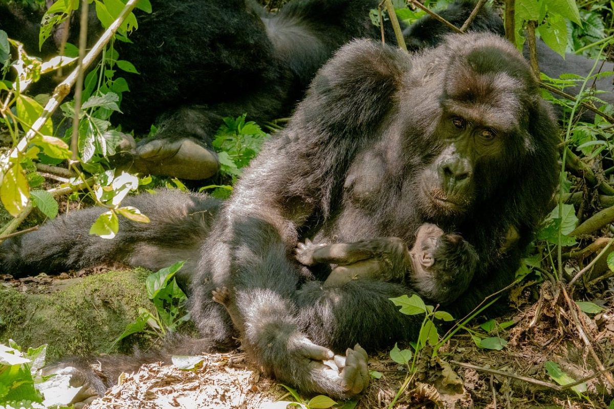 gorilla, mother and child, mammal, rainforest, nature, wildlife, family, uganda, africa, bwindi, primates, bond, animal care, calm, conservation, tropics, natural habitat, protection