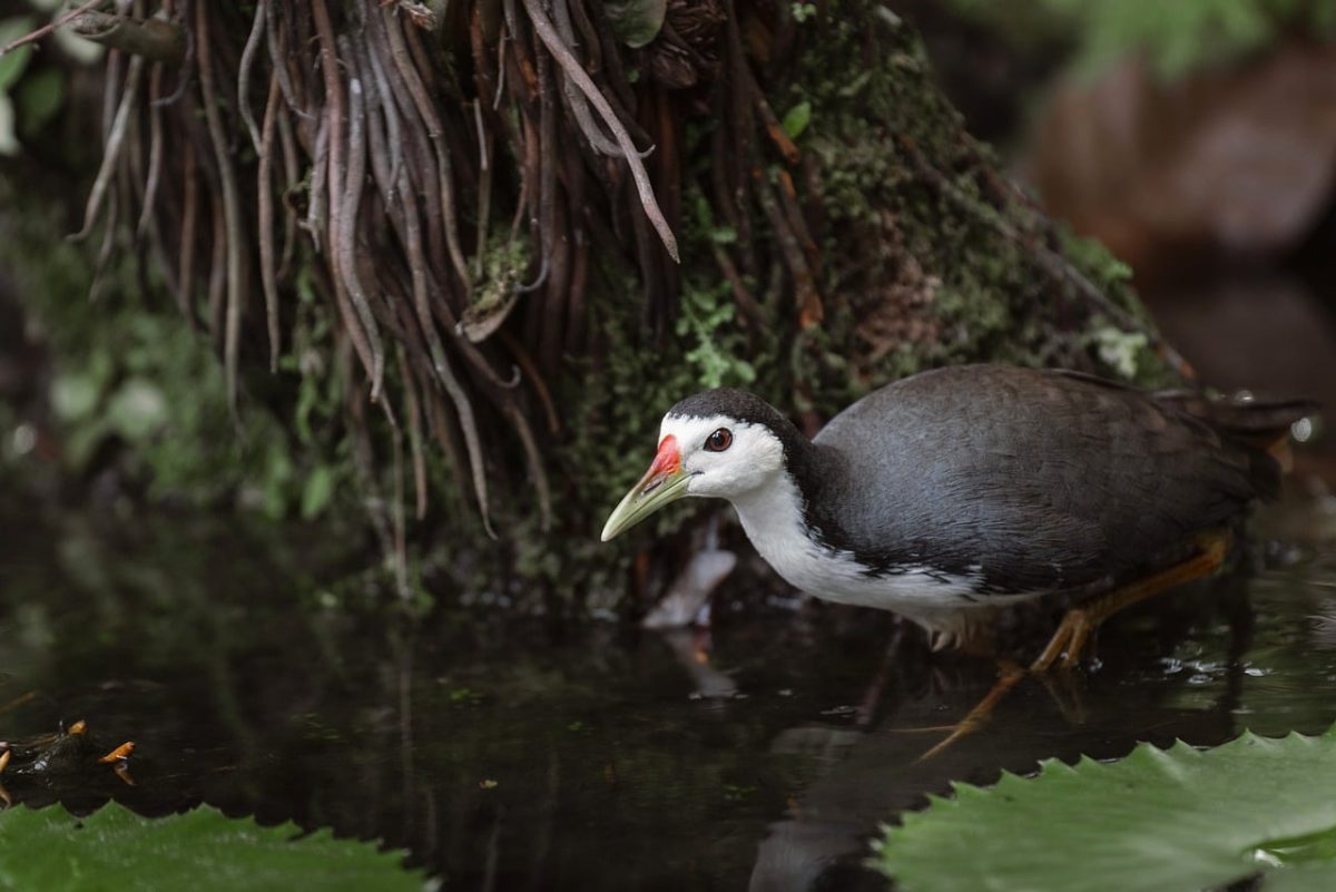 forest, tropical, bird, camouflage, plumage, wild, waterfall, photograph, natural, peaceful, nature, green, wetland, fauna, biotope, climate, predators, animal, observation, faunal richness