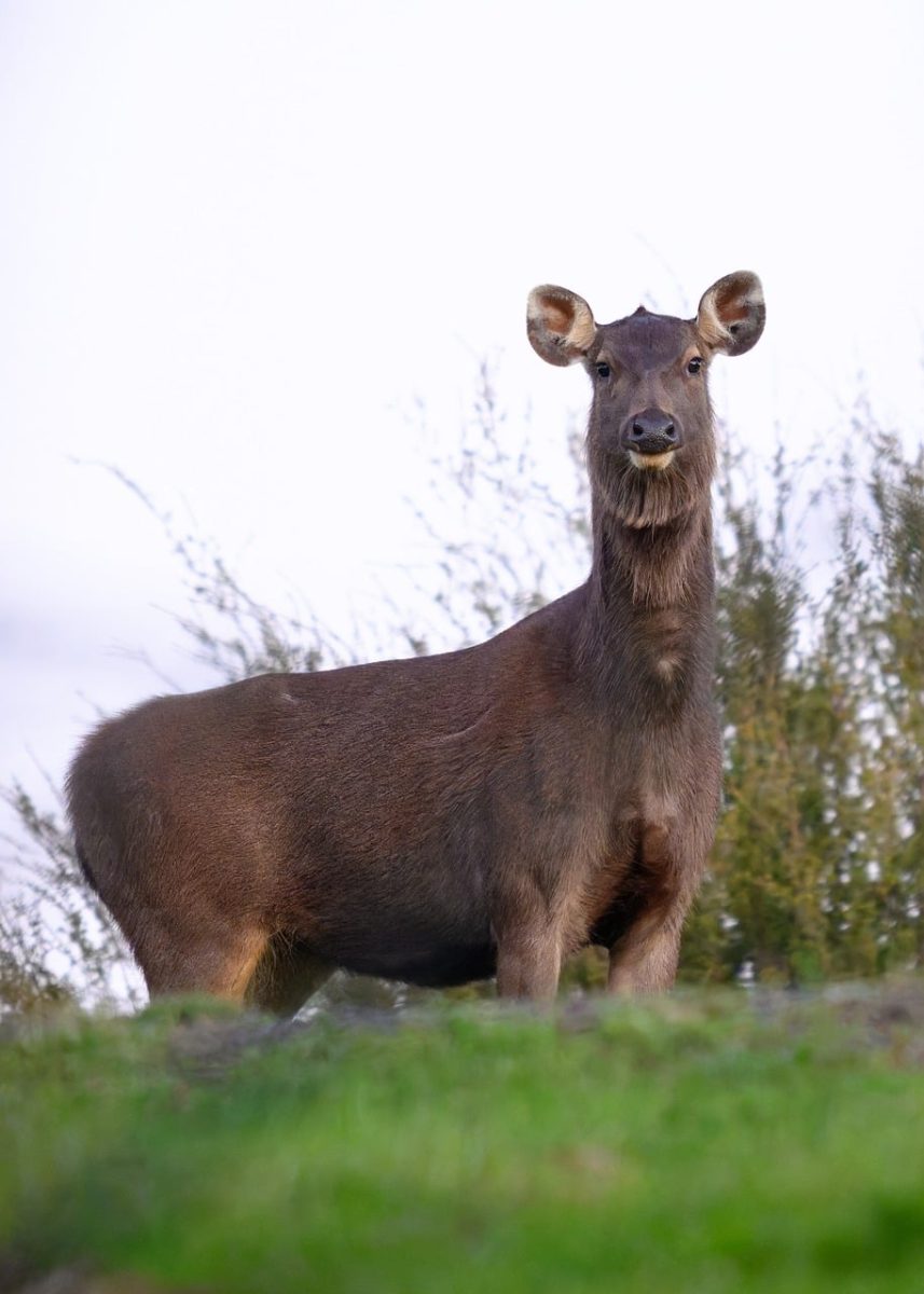 sambar, sambar deer, nature, mammal, animal, wild, in nature, australia, rusa unicolor, female, introduced, feral, fur, habitat, fauna, wildlife, grass