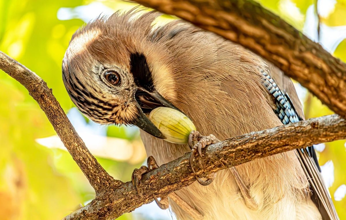 eurasian jay, bird, wildlife, acorn, forest, branch, feeding, detailed, macro, close-up, feathers, sunny, beak, nature, tree, background, beauty, jay, animal, sunlight, colorful
