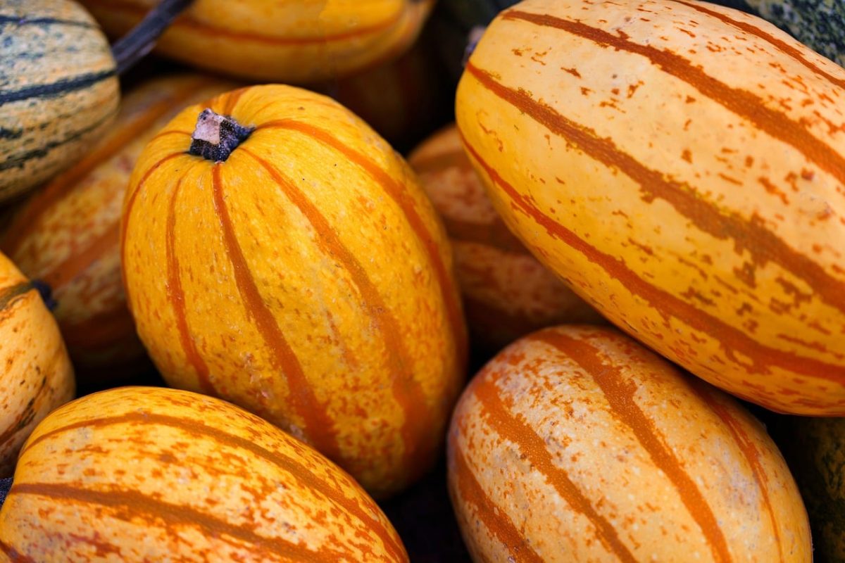 squash, orange, hawaii, harvest, autumn, detail, stripes, markets, organic, agriculture, food, fresh, colorful, cuisine, winter squash, texture, trade, plant-based