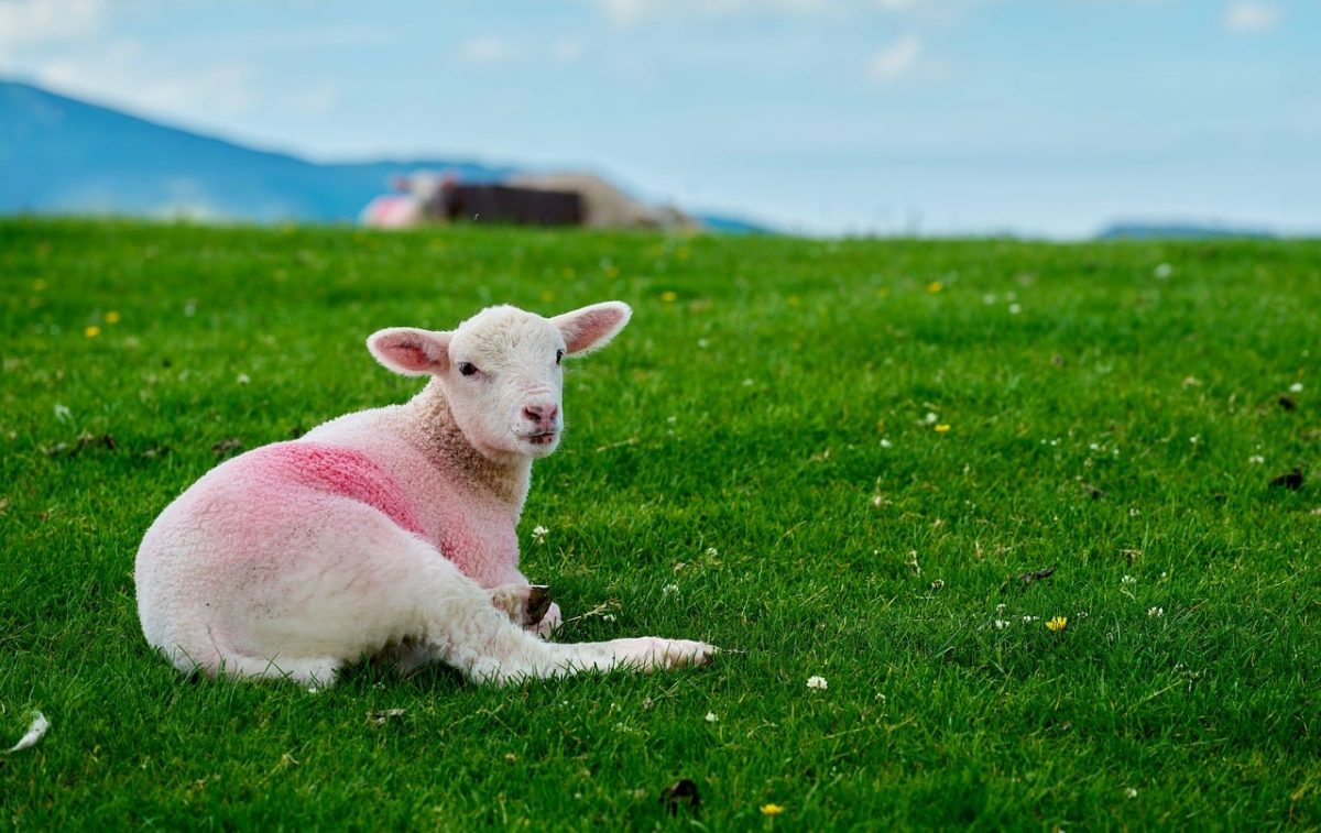 lamb, pink wool, resting, pasture, spring, outdoors, mountains, green grass, nature, wool, sheep, young, farm animal, landscape, cute, field, countryside shot, blue sky, rural, agriculture
