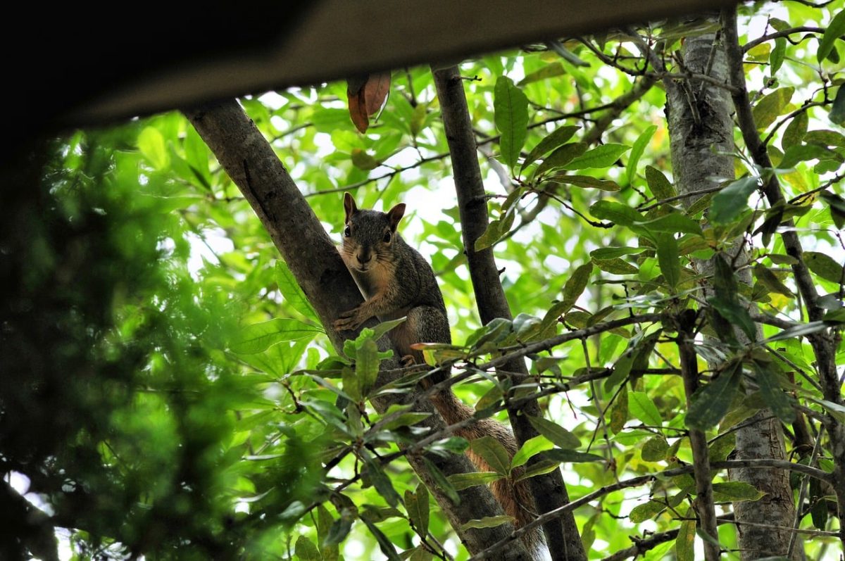 squirrel, tree, nature, wildlife, rodent, mammal, wild, bark, branch, leaves, cute, canopy, forest tree, observation, fauna, forest, green, summer, ecosystem, fresh, peaceful
