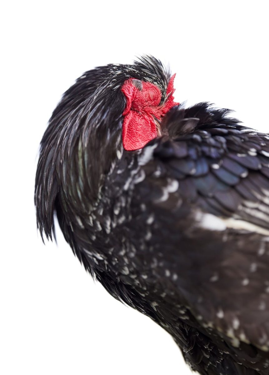 rooster, sleeping, black, feathers, red comb, domestic, animal, close-up, relaxation, white background, sitting, young, poultry farming, comb, profile, nature, peace, beak, avian, farm