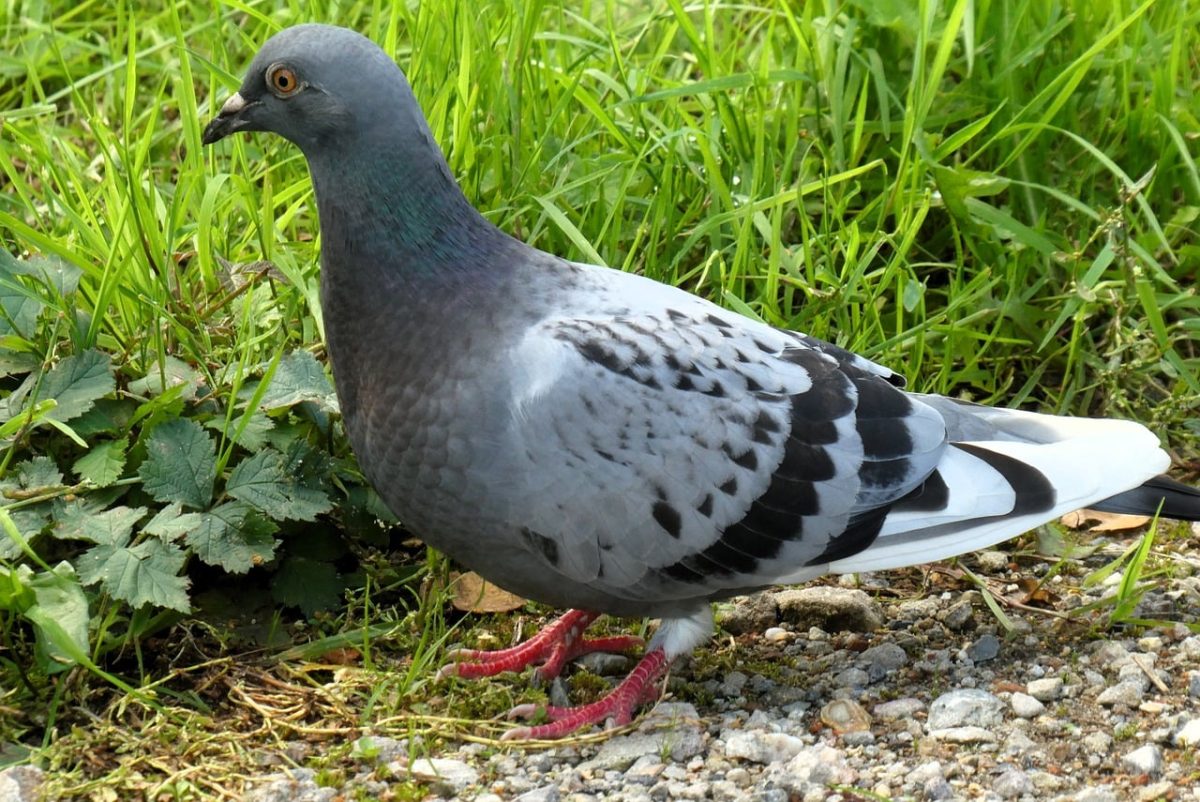 pigeon, bird, grey, grass, feather, animal, nature, wildlife, frontal view, red feet, urban, posing, close-up, ornithology, park, yellow eyes, urban fauna, calm, natural ecology, animal photography, pleasant