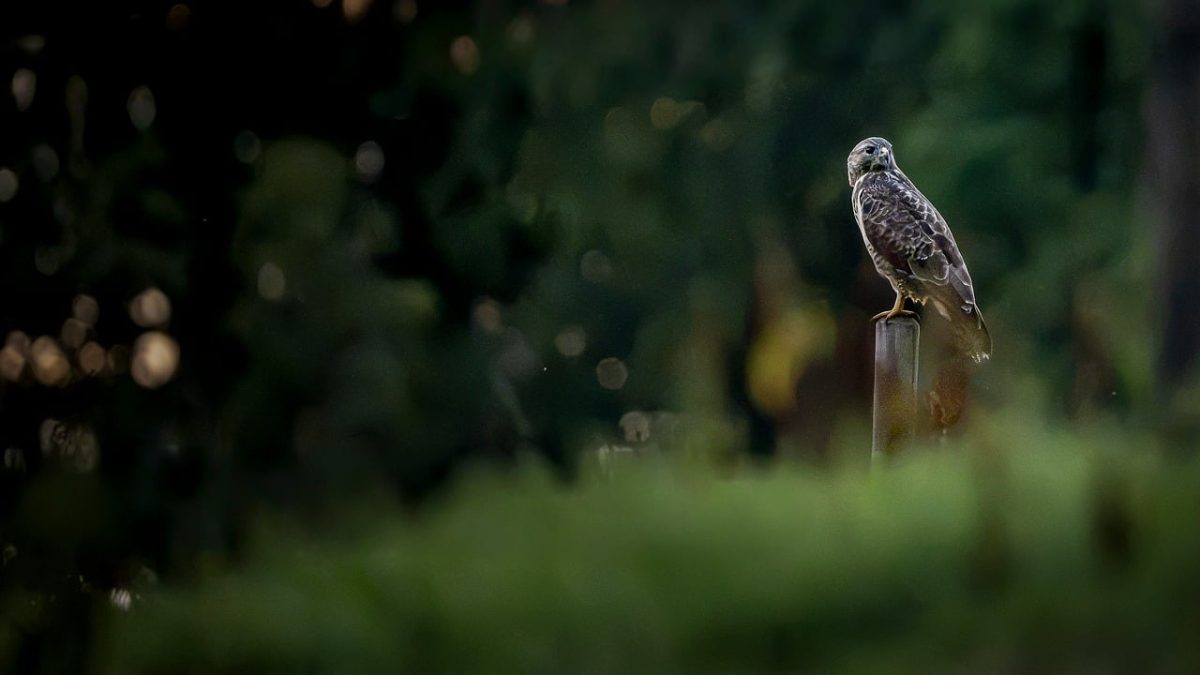 buzzard, bird of prey, nature, wildlife, fence post, evening light, forest, green background, bokeh, bird, europe, wooden post, perched bird, raptor, germany, shot, free-flying, harrier, predator