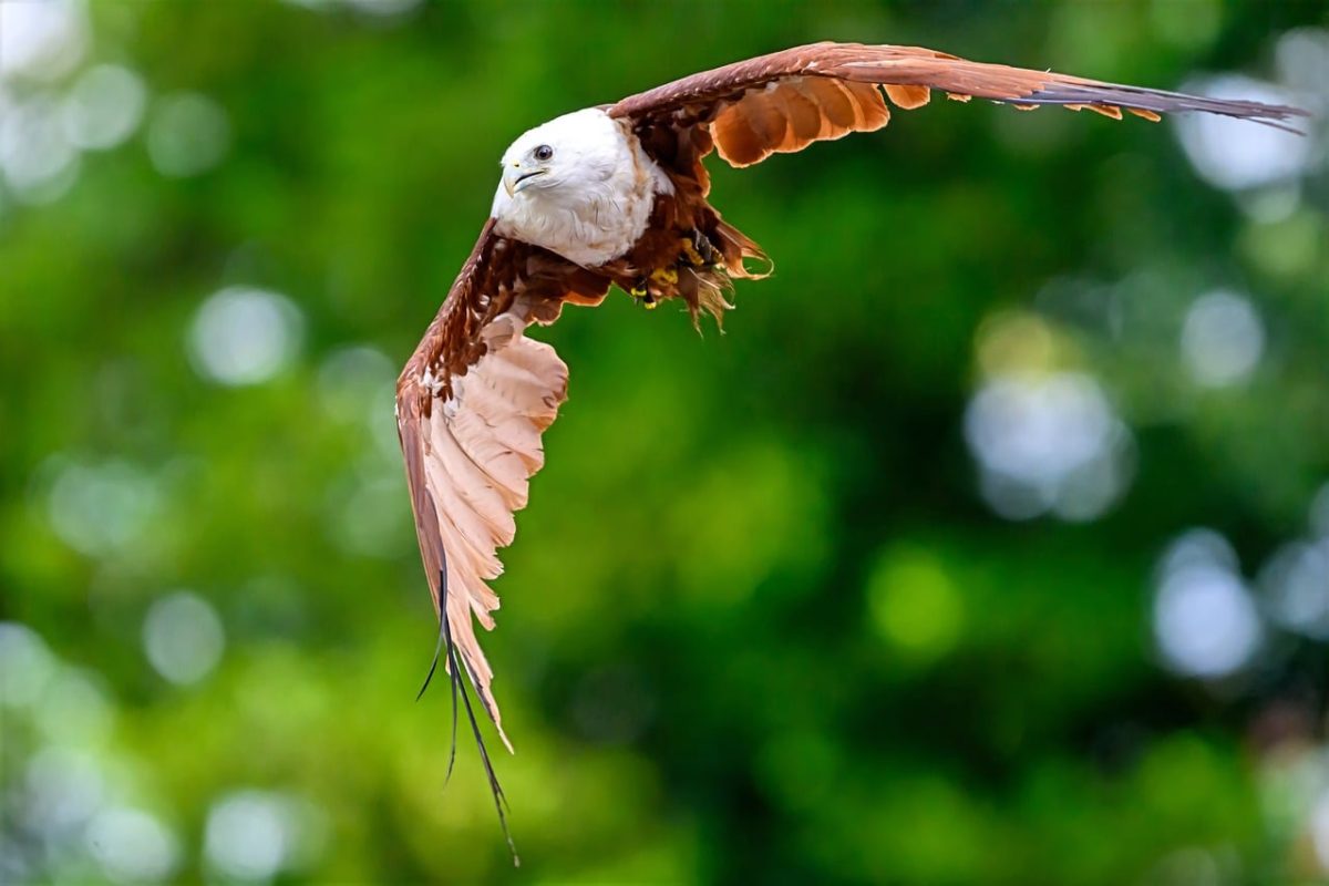 eagle, bird, nature, red kite, wings, flight, soaring, portrait, bird of prey, wild, fauna, green, background, flying bird, feather, sharp beak, hunter, buzzard, flying